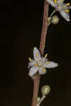 Florida beargrass